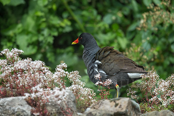 Teichralle (Gallinula chloropus)