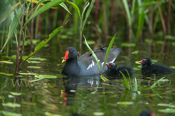 Teichralle (Gallinula chloropus)