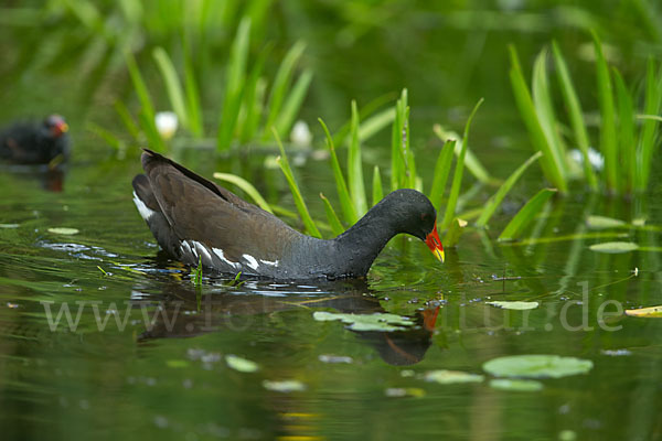 Teichralle (Gallinula chloropus)