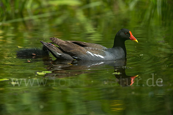 Teichralle (Gallinula chloropus)