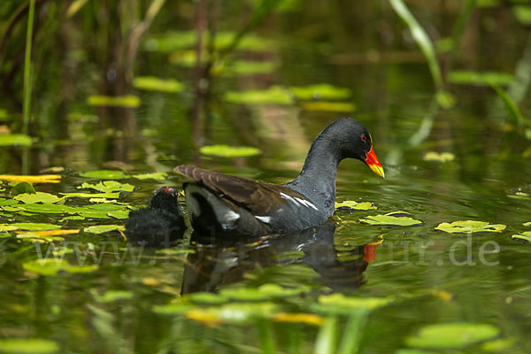 Teichralle (Gallinula chloropus)