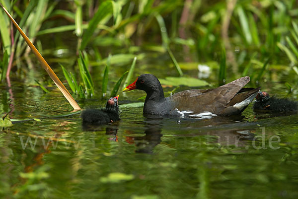 Teichralle (Gallinula chloropus)