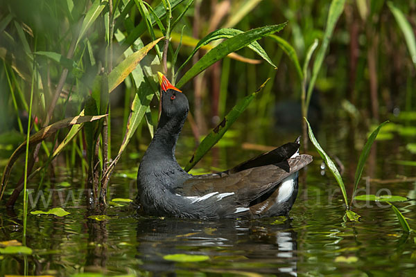 Teichralle (Gallinula chloropus)