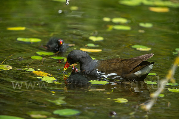 Teichralle (Gallinula chloropus)