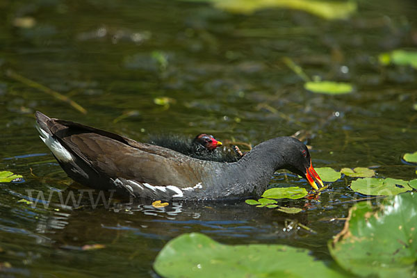 Teichralle (Gallinula chloropus)