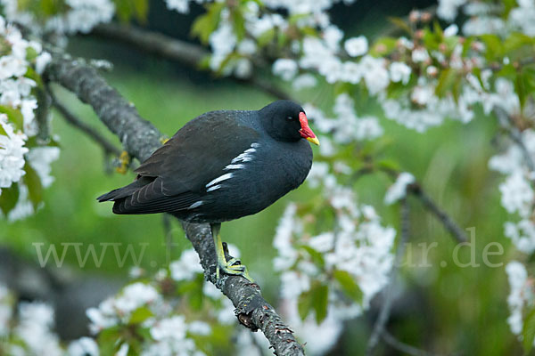 Teichralle (Gallinula chloropus)