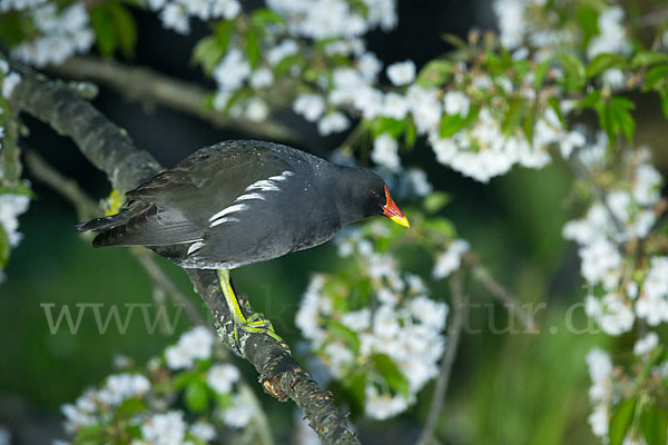 Teichralle (Gallinula chloropus)