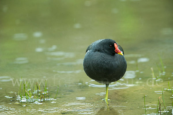 Teichralle (Gallinula chloropus)