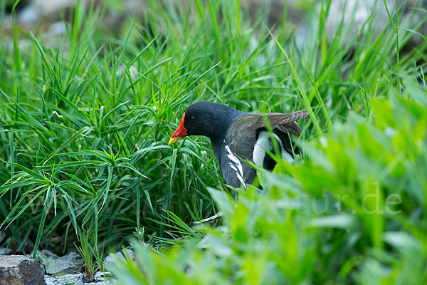 Teichralle (Gallinula chloropus)