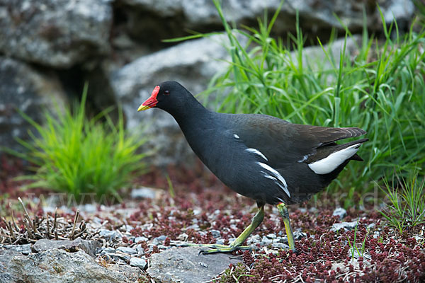 Teichralle (Gallinula chloropus)