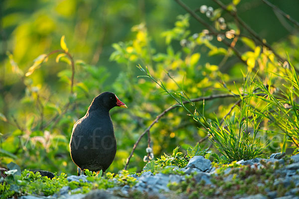 Teichralle (Gallinula chloropus)