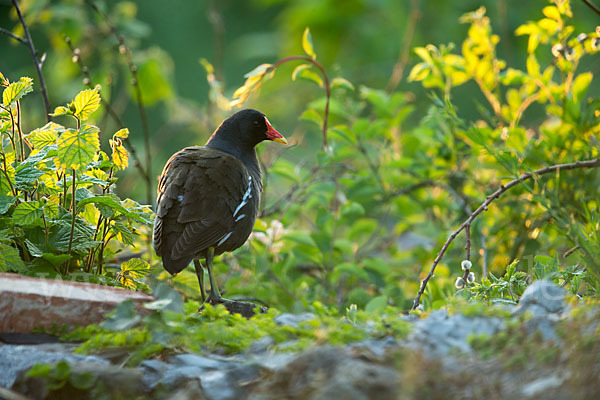 Teichralle (Gallinula chloropus)