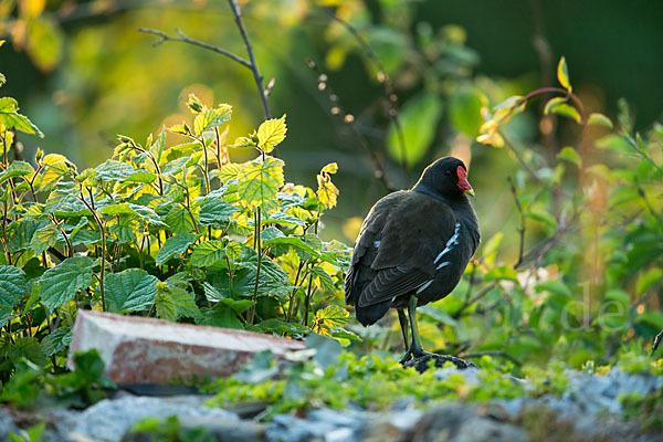 Teichralle (Gallinula chloropus)