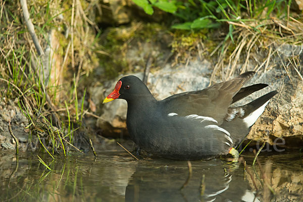 Teichralle (Gallinula chloropus)