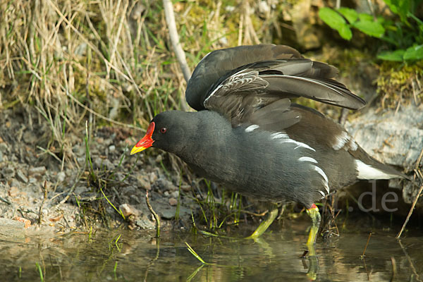 Teichralle (Gallinula chloropus)