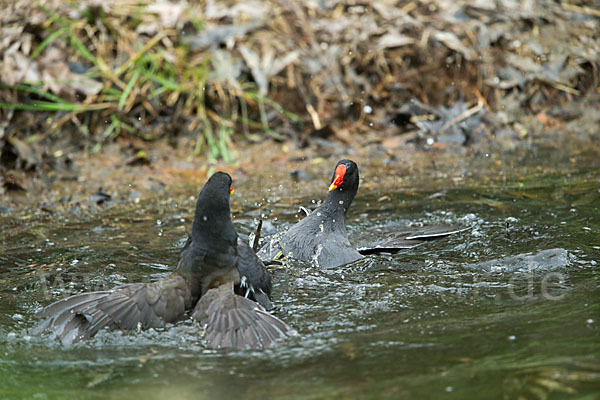 Teichralle (Gallinula chloropus)