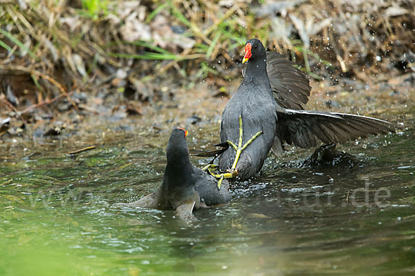 Teichralle (Gallinula chloropus)