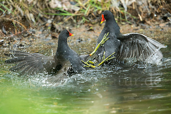 Teichralle (Gallinula chloropus)