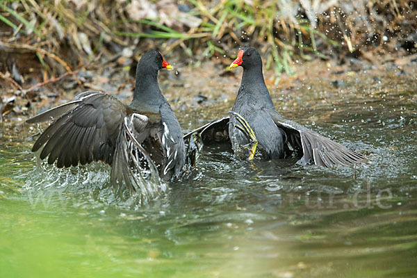 Teichralle (Gallinula chloropus)