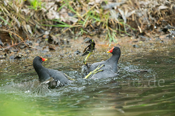 Teichralle (Gallinula chloropus)