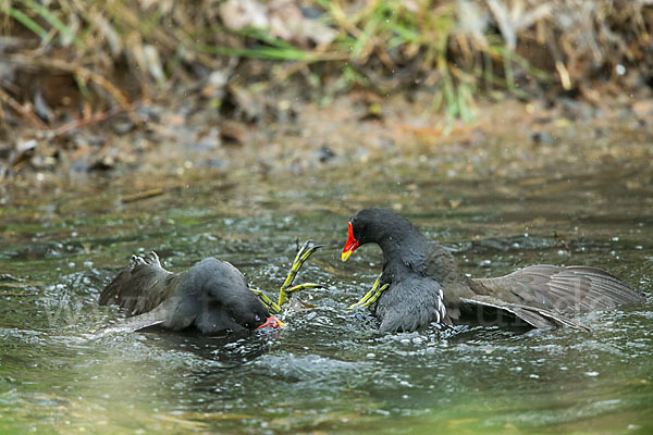 Teichralle (Gallinula chloropus)