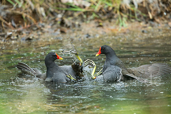 Teichralle (Gallinula chloropus)