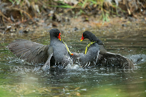 Teichralle (Gallinula chloropus)