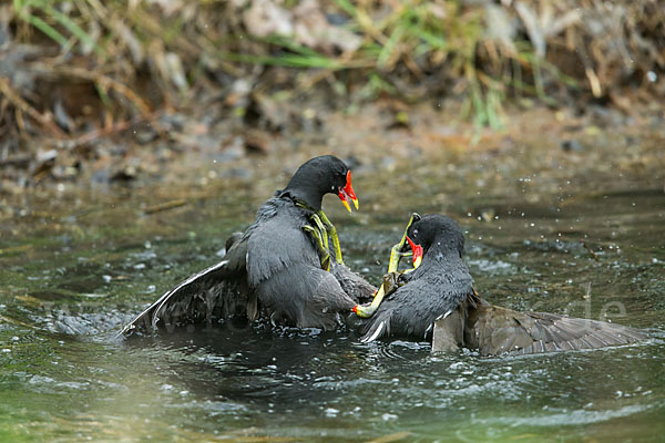 Teichralle (Gallinula chloropus)