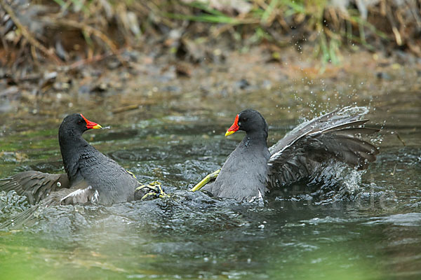 Teichralle (Gallinula chloropus)