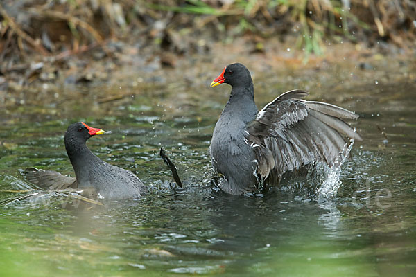 Teichralle (Gallinula chloropus)