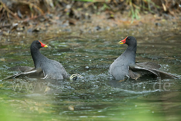 Teichralle (Gallinula chloropus)