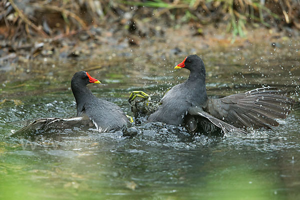 Teichralle (Gallinula chloropus)