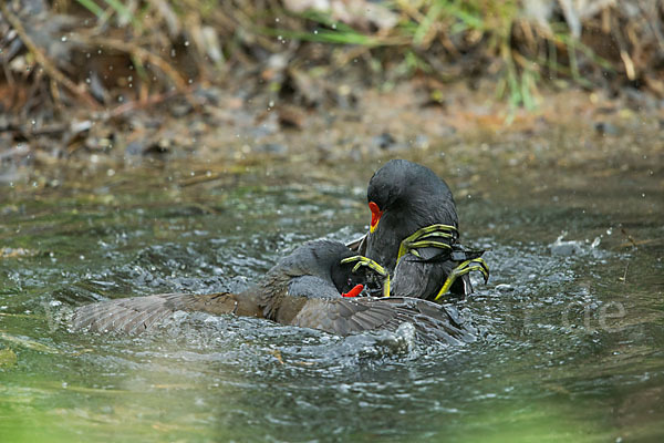 Teichralle (Gallinula chloropus)