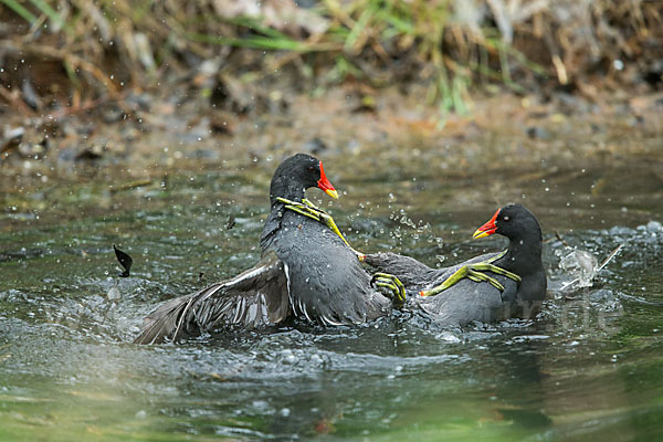 Teichralle (Gallinula chloropus)