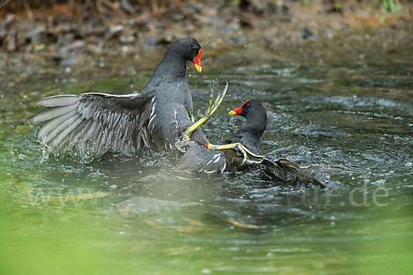 Teichralle (Gallinula chloropus)