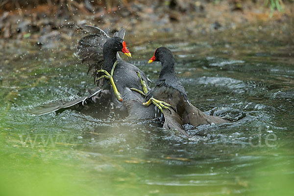 Teichralle (Gallinula chloropus)