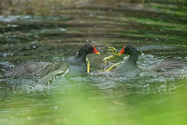 Teichralle (Gallinula chloropus)