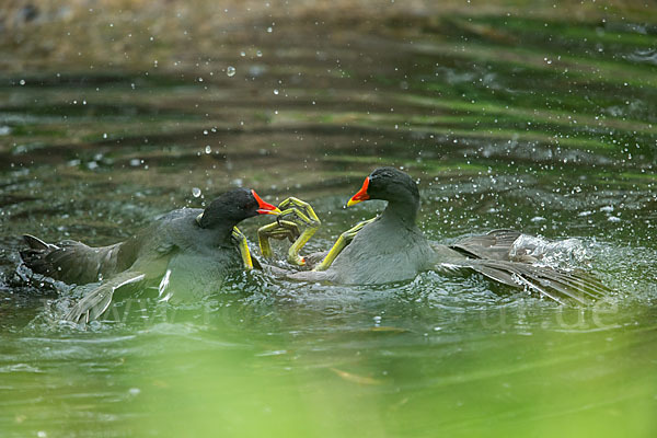 Teichralle (Gallinula chloropus)