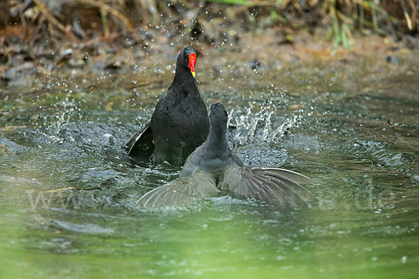 Teichralle (Gallinula chloropus)