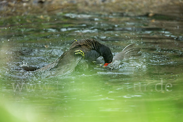 Teichralle (Gallinula chloropus)