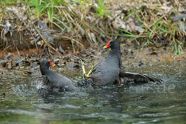 Teichralle (Gallinula chloropus)