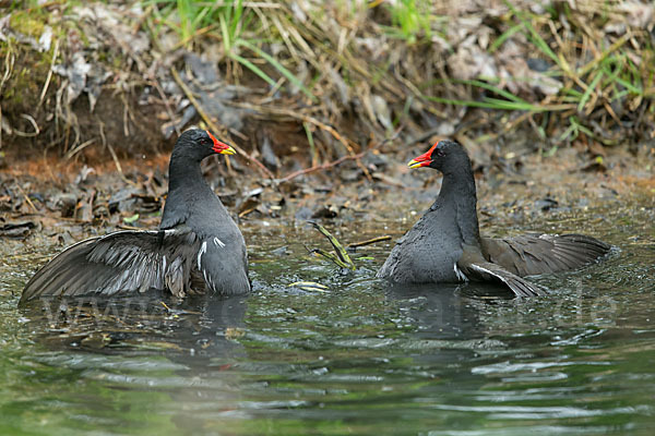 Teichralle (Gallinula chloropus)