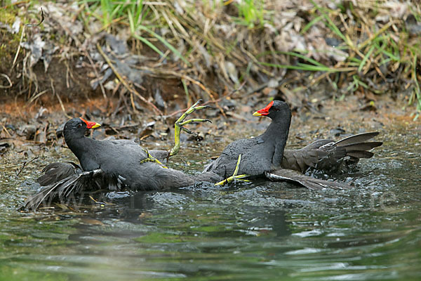 Teichralle (Gallinula chloropus)