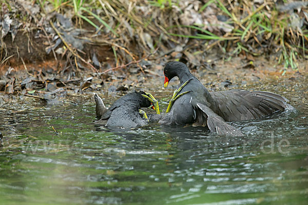 Teichralle (Gallinula chloropus)