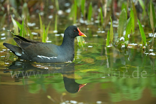 Teichralle (Gallinula chloropus)