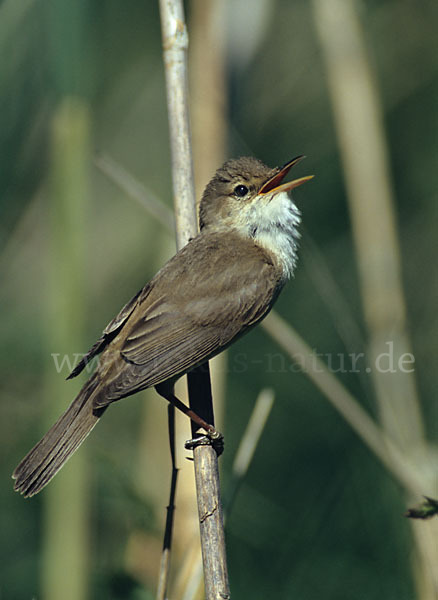 Teichrohrsänger (Acrocephalus scirpaceus)