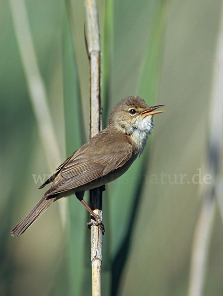 Teichrohrsänger (Acrocephalus scirpaceus)