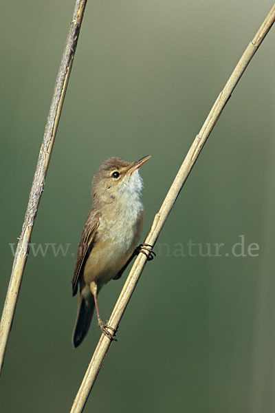 Teichrohrsänger (Acrocephalus scirpaceus)