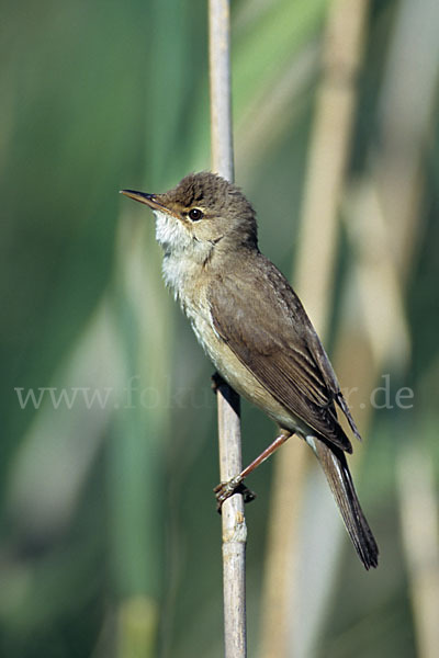 Teichrohrsänger (Acrocephalus scirpaceus)