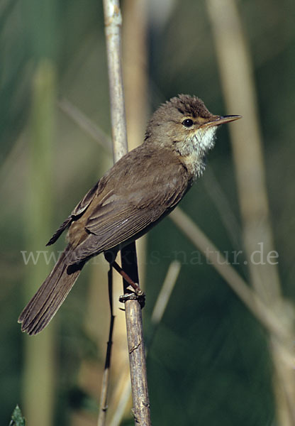 Teichrohrsänger (Acrocephalus scirpaceus)